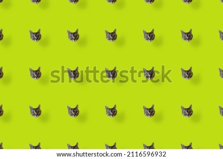 Colorful pattern of cat heads. Top view. Flat lay. Pop art design