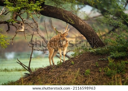 wild adult male spotted deer or chital or axis axis long antlers in beautiful natural scenic landscape at keoladeo national park or bharatpur sanctuary rajasthan india asia Royalty-Free Stock Photo #2116598963