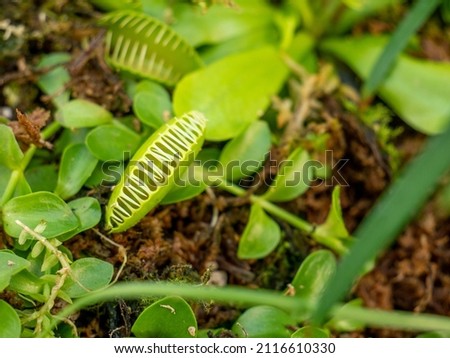 A closeup shot of a green venus fly trap plant on a field