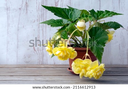 Terry ampelous yellow begonia in a pot. Floriculture, hobby, home flowers.