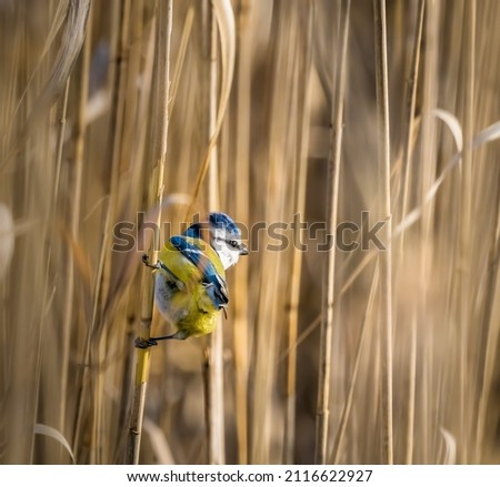 Details of beautiful small bird. Clouse up to blue tit. Blue-Yellow adorable bird. Eurasian Blue Tit on the reed