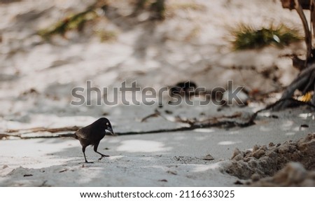 A view of the small bird walking on the ground