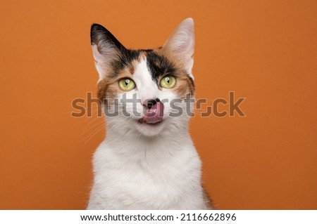 hungry white calico tricolor cat licking lips waiting for food looking at camera on orange background with copy space Royalty-Free Stock Photo #2116662896