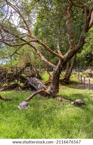 A tree with whimsical shapes near Lake Furnas
