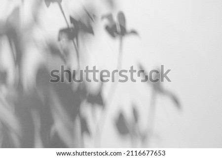 The shadow of a plant on the wall. Blurred Light shadow from a branch of tropical flowers on a sunny white wall on a clear day. Overlay effect background