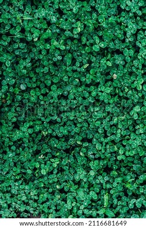 Summer floral green leaves background or greenery backdrop with copy space for text. Natural leaf wall, foliage texture. Close up of living evergreen plant fence in garden