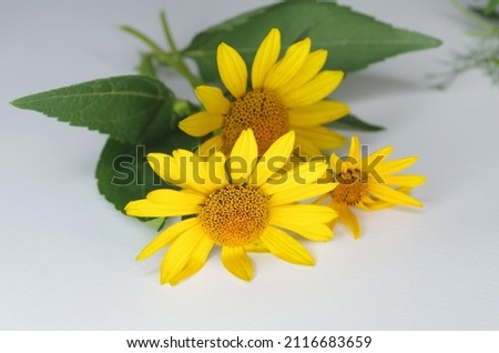 A bouquet of wildflowers. Yellow flowers