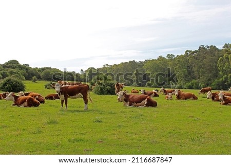 Brown and White Cattle Hereford (Bos taurus) Ruminating on Pastureat Uruguay Royalty-Free Stock Photo #2116687847