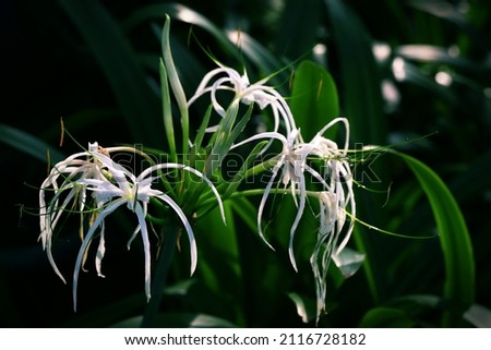 White spider lilies and green leaves with dark background