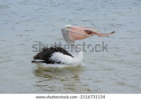 Australian pelican, pelecanus conspicillatus flinging a fish up into its pouch. Royalty-Free Stock Photo #2116731134