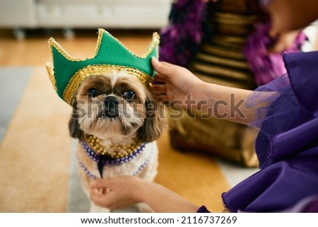 Mardi Gras dog looking at camera while his owner is putting a crown on his head.