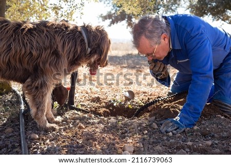 Male farmer kneeling on soil and smelling a black truffle which just found with his dogs. Tuber melanosporum.  Royalty-Free Stock Photo #2116739063