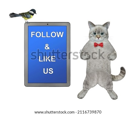 An ashen cat stands near a big tablet that says Follow and like us. White background. Isolated.