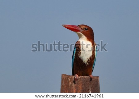 White Throated Kingfisher (Halcyon smyrnensis).