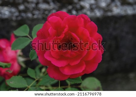 Apothecary Rose (Rosa Gallica) crimson red colored flower