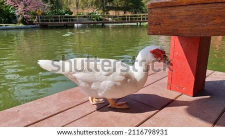 The white-haired red-headed goose rose from the green pond to shelter from the sun on the wooden house. 