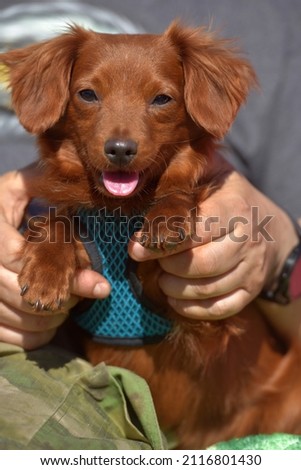 Small ginger dog of the Nevskaya Orchid breed for a walk