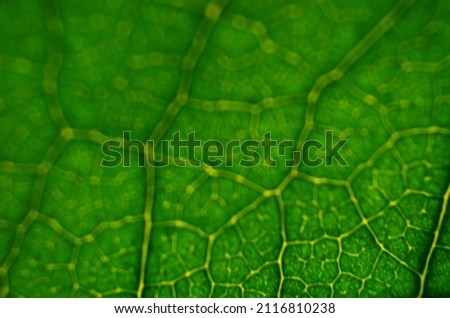 Close-up of a defocused image of green leaf texture. Abstract green background with copy space.