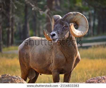 A closeup shot of a bighorn sheep in a forest in South Dakota Royalty-Free Stock Photo #2116833383