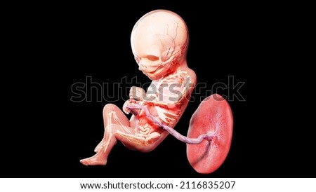 3d rendered illustration of a human fetus - week 17