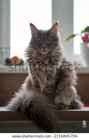 Adorable grey fluffu maine coon or mainecoon cat or kitten possing on table in natural daylight. High quality photo Royalty-Free Stock Photo #2116845704