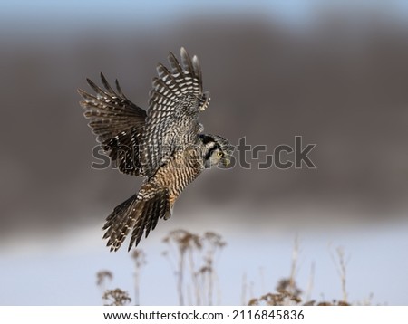 Northern Hawk Owl Landing in Winter on Gray Background