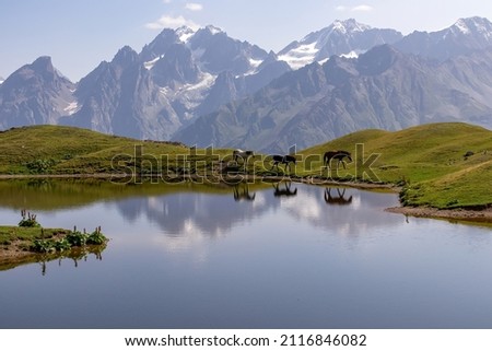 A herd of horses grazing at the Koruldi Lake with a dream like view on the mountain range near Mestia in the Greater Caucasus Mountain Range, Upper Svaneti, Country of Georgia. Wildlife observation. Royalty-Free Stock Photo #2116846082