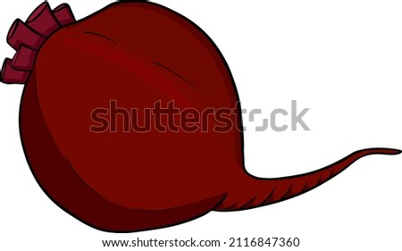 Beetroot, hand drawn colored vector illustration. Red beetroot whole.