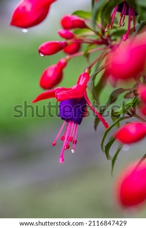 Blooming purple pink fuchsia flower with raindrops macro photography in a summer day.  Small wet flower with purple and pink petals in a rainy day closeup photo. 