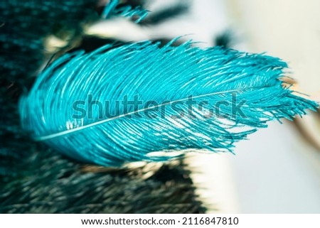 blurred background with big blue ostrich feather. Decorative background with blue feathers. defocus A blue fluffy feather for decorating a costume or hat. Interior decoration with painted bird feather