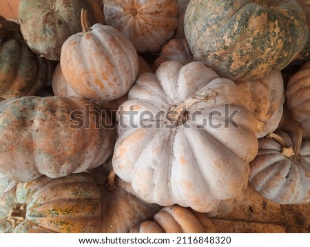 photo of pumpkin fruit for scientific educational background and material 