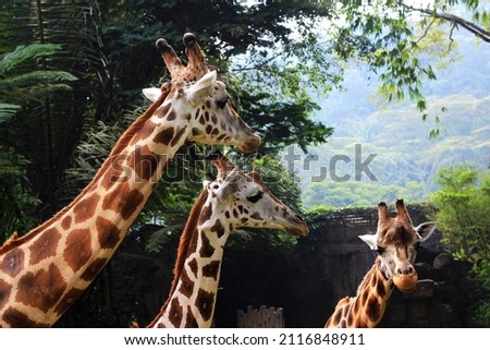 big Mom Giraffe and Her Baby Giraffe