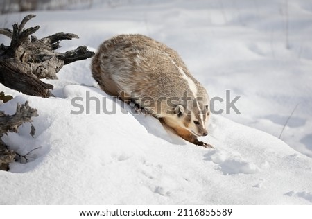 American badger (Taxidea taxus) walking in the winter snow.