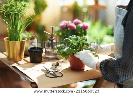 Relaxing home gardening. Closeup on woman with potted plant do gardening at home in sunny day.