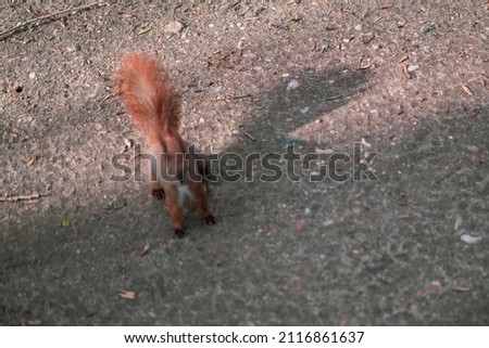 Squirrel in the public park