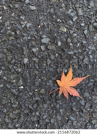 A leaf fall on the road