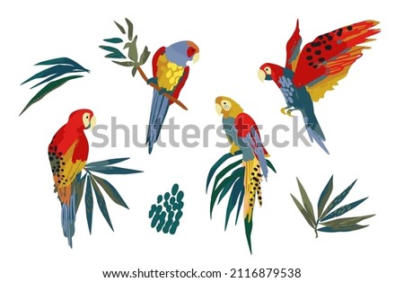 Vector illustrations of parrots and tropical leaves. Modern exotic design. Clipart, isolated elements.