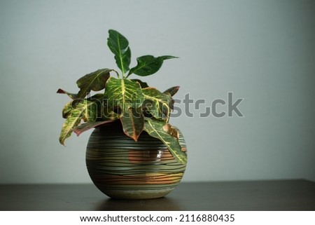 Home green plant in a decorative ceramic pot, soft lights in the room