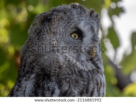 Closeup portrait of a great grey owl or Strix nebulosa in the woods.