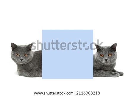 two gray cats lie behind a banner on a white background. horizontal photo. 
