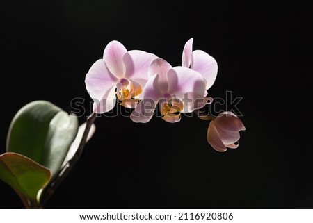 Beautiful and delicate inflorescences of blooming orchids on the black background. Flowers as a symbol of spring, beauty and freshness Royalty-Free Stock Photo #2116920806