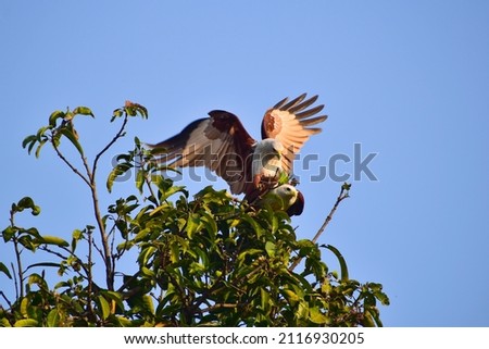 Brahminy kite wings opens on branch in the forest.