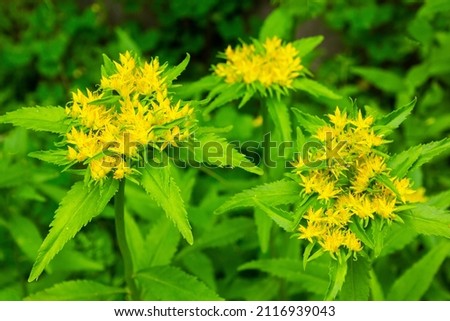 Medicinal plant Golden root, Rhodiola rosea.
Crassulaceae family. Rhodiola rosea in the form of tea is used to relieve fatigue, overwork, to increase performance and stamina. Royalty-Free Stock Photo #2116939043