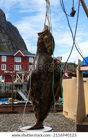 Big fish Halibut. Behind the beautiful village in Norway.