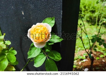 Beautiful rose flower in the garden.