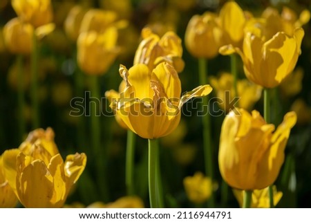beautiful tulips in the park area