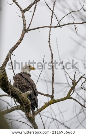 Adult eagle perched and watrching its surroundings.