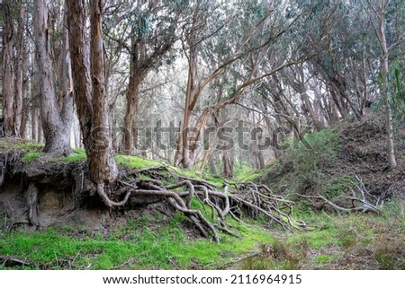 Eucalyptus trees at Montaña de Oro State Park