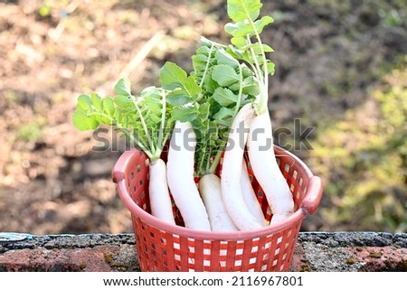 closeup the bunch ripe white radish with green plant and leaves in the red plastic basket over out of focus brown background.