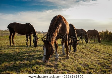 grazing horses in vineyard at sunset